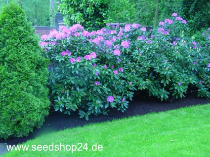 Gartentipps - Saatzucht Bardowick